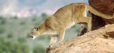 With static harvests, Utah sticks to new status quo for cougar hunting, but advocates express concerns